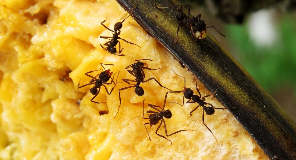 exterminer fourmis definitivement