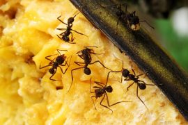 exterminer fourmis definitivement